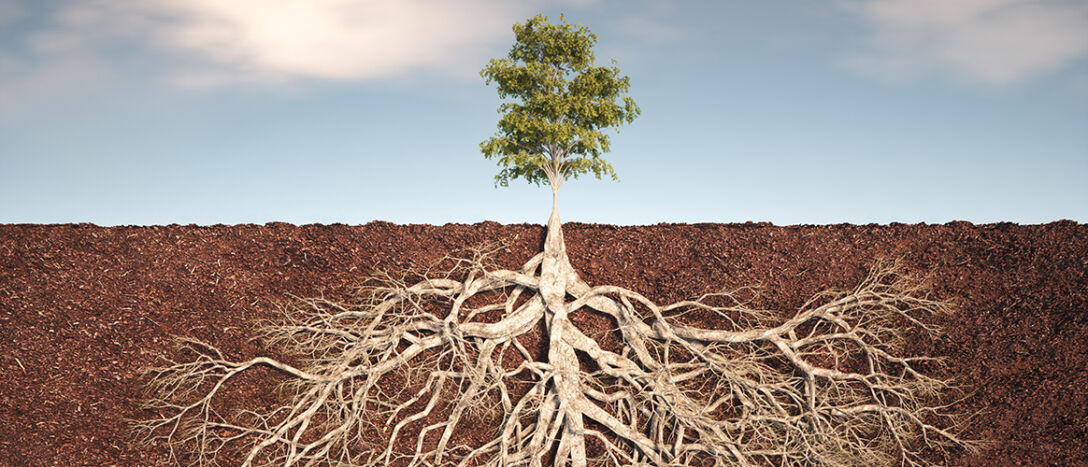 Tree roots