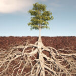 Five managers putting down roots in bridge lending Tree roots