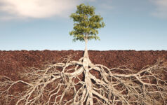 Tree roots