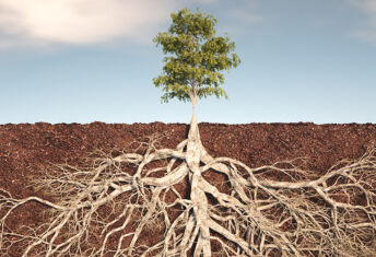 Tree roots
